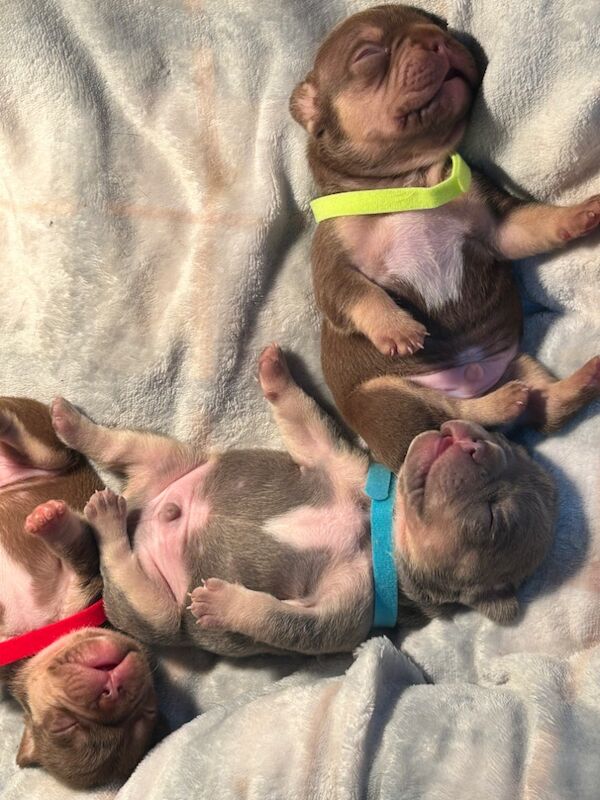 French Bulldog puppies for sale in Northamptonshire – 7 months old - Image 10 of 14