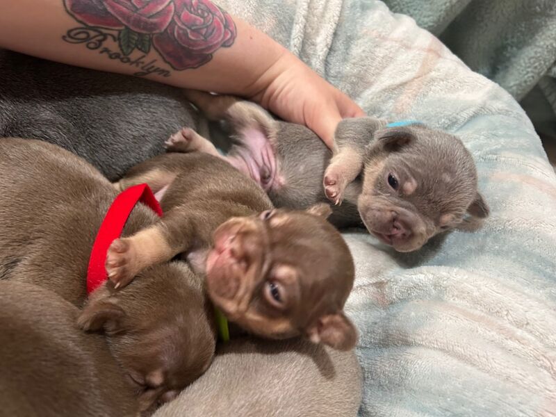 French Bulldog puppies for sale in Northamptonshire – 7 months old - Image 11 of 14