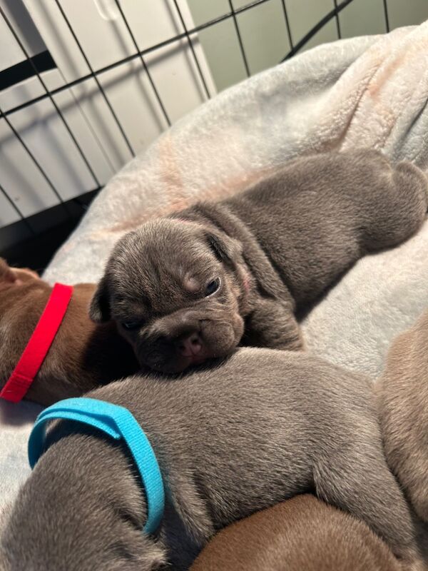 French Bulldog puppies for sale in Northamptonshire – 7 months old - Image 12 of 14