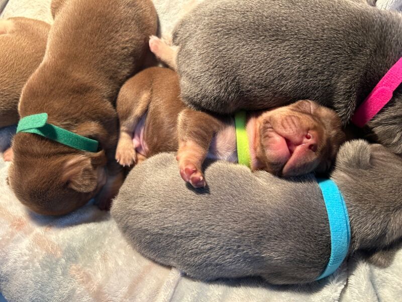 French Bulldog puppies for sale in Northamptonshire – 7 months old - Image 13 of 14