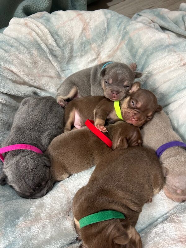 French Bulldog puppies for sale in Northamptonshire – 7 months old - Image 14 of 14