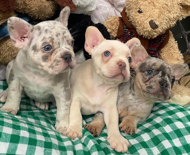 French Bulldog puppies for sale in Croydon, Greater London – 11 weeks old