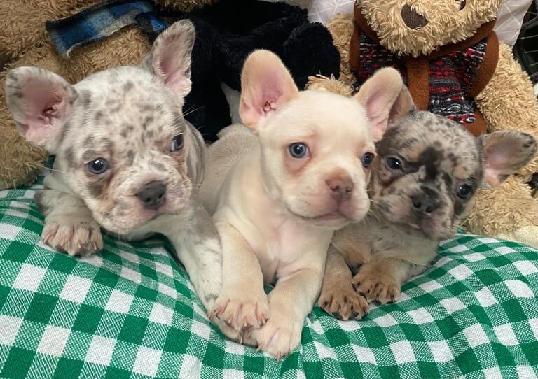 French Bulldog puppies for sale in Croydon, Greater London – 11 weeks old - Image 2 of 3