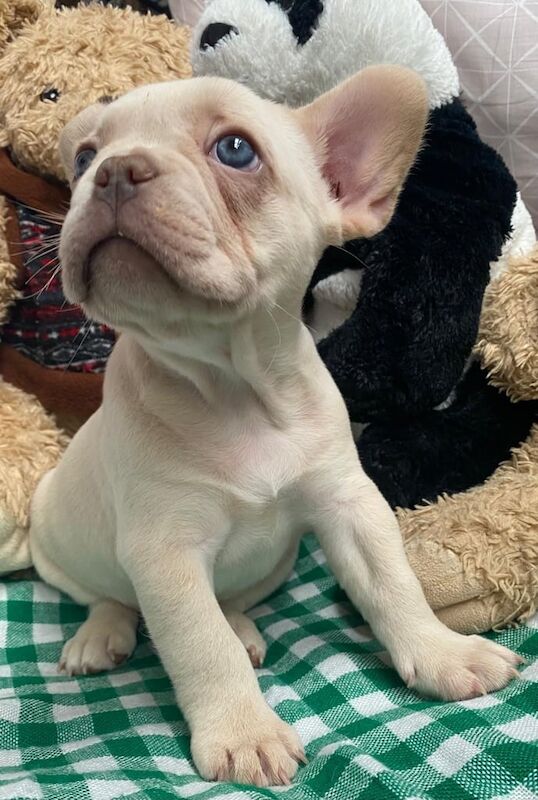 French Bulldog puppies for sale in Croydon, Greater London – 11 weeks old - Image 3 of 3