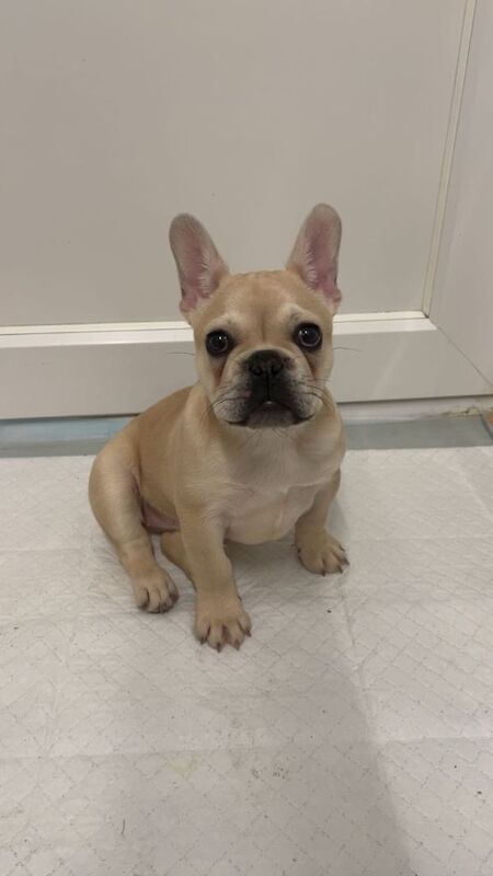 French Bulldog puppies for sale in South East London, London – 3 months old