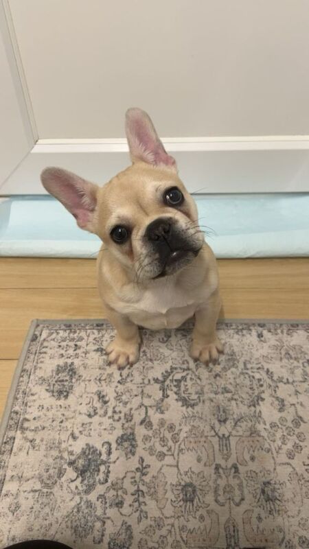Pedigree Female French bulldog - Image 2 of 4