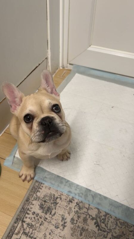 Pedigree Female French bulldog - Image 3 of 4
