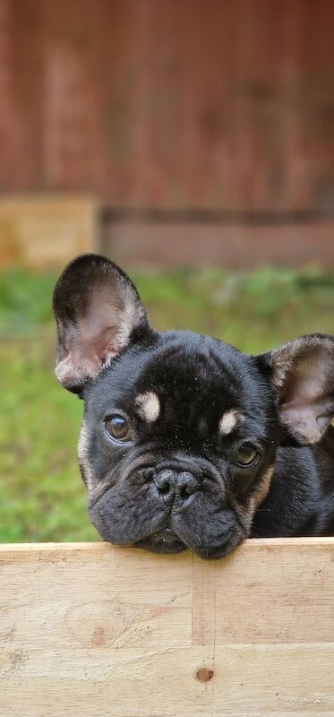 French Bulldog puppies for sale in Shirley, West Midlands – KC registered, 4 months old