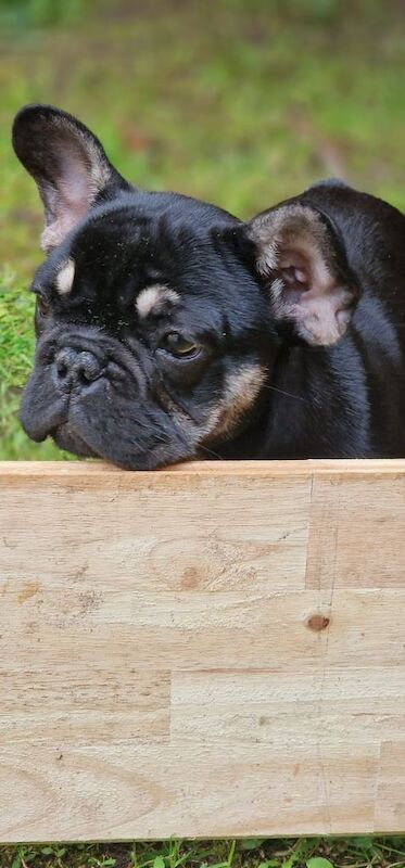 French Bulldog puppies for sale in Shirley, West Midlands – KC registered, 4 months old - Image 2 of 3