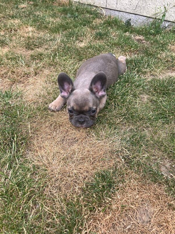 French Bulldog puppies for sale in Shirebrook, Derbyshire – 9 weeks old