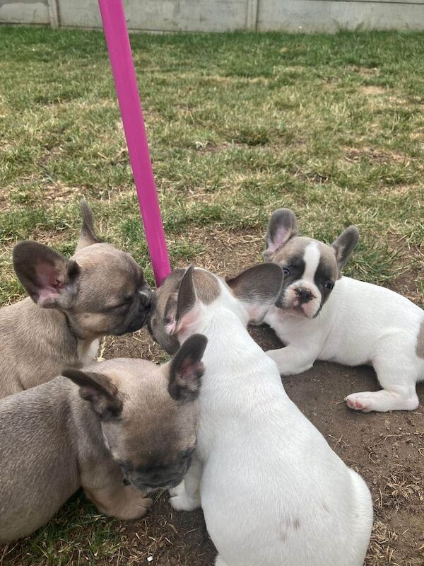 French Bulldog puppies for sale in Shirebrook, Derbyshire – 9 weeks old - Image 2 of 3
