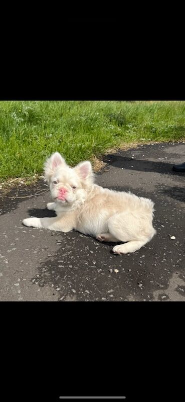French Bulldog puppies for sale in County Antrim – KC registered, 8 months old