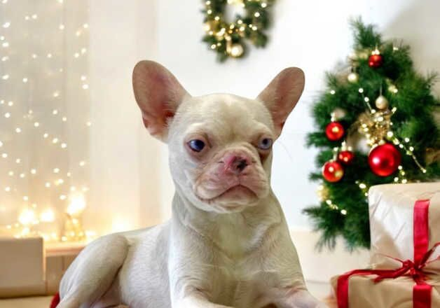 French Bulldog puppies for sale in Wakefield, West Yorkshire – KC registered, 2 years old - Image 2 of 2