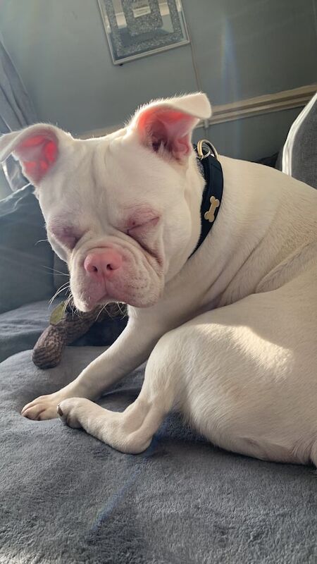 French Bulldog puppies for sale in Poole, Dorset – 8 months old