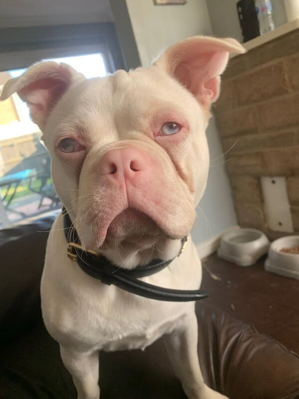 French Bulldog puppies for sale in Poole, Dorset – 8 months old - Image 2 of 3