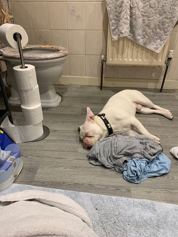 French Bulldog puppies for sale in Poole, Dorset – 8 months old - Image 3 of 3