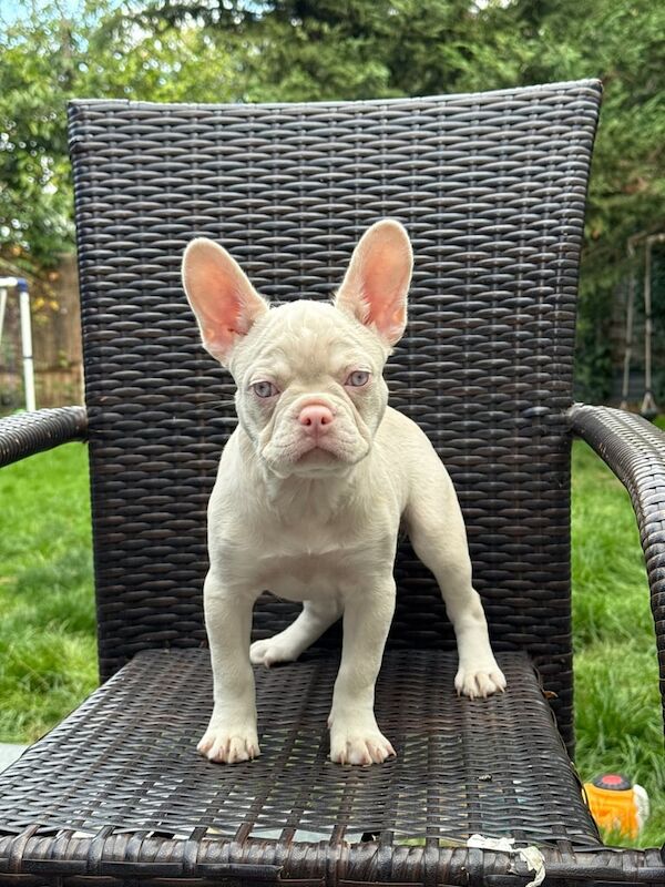 French Bulldog puppies for sale in Enfield, Greater London – KC registered, 3 months old