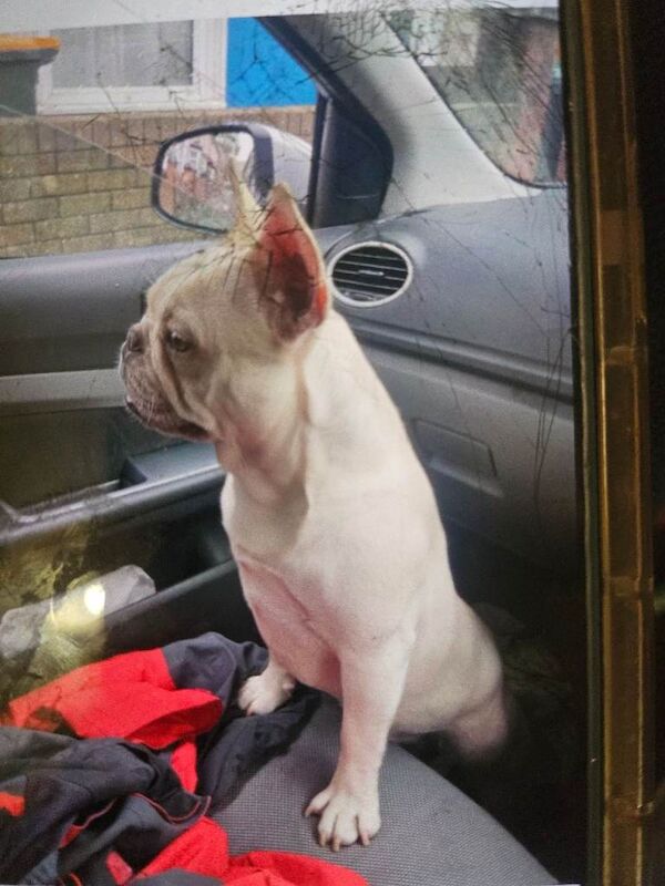 French Bulldog puppies for sale in Newport, Isle of Wight – 3 years old