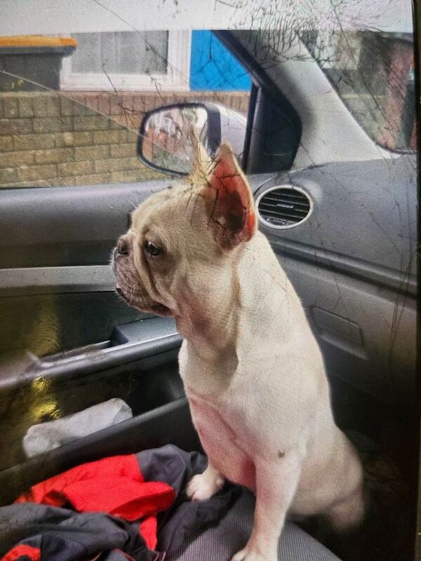 French Bulldog puppies for sale in Newport, Isle of Wight – 3 years old - Image 2 of 6