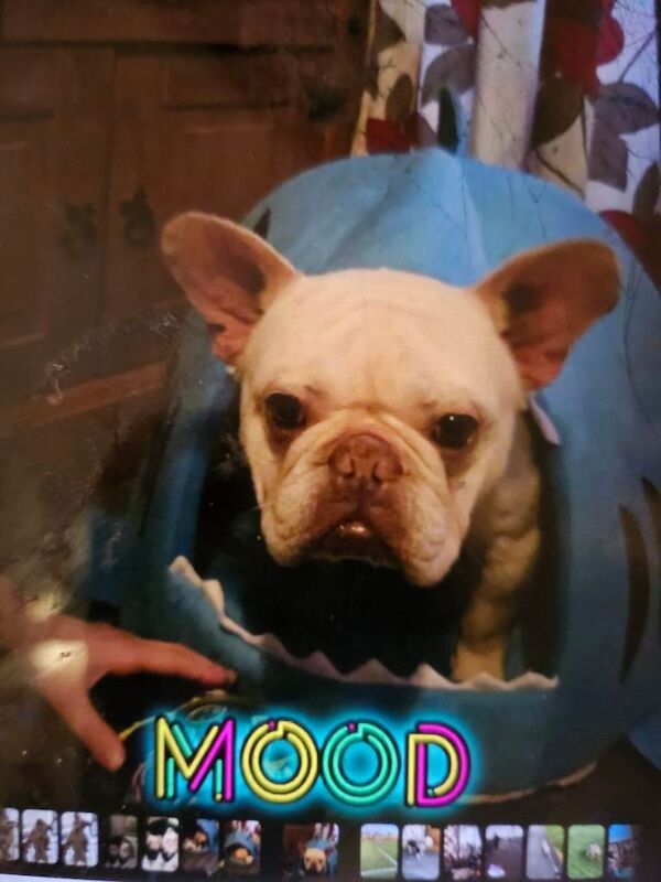 French Bulldog puppies for sale in Newport, Isle of Wight – 3 years old - Image 3 of 6