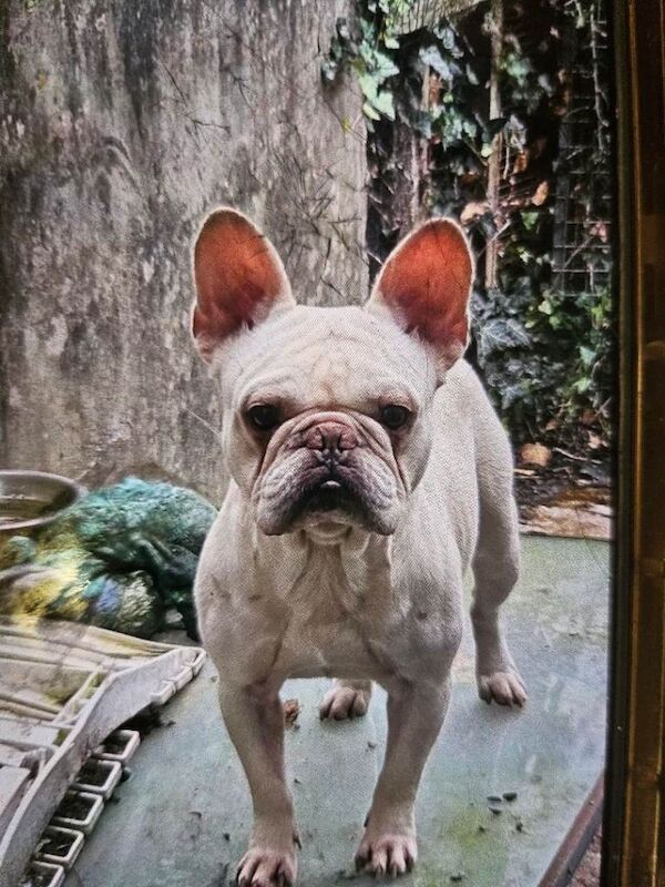 French Bulldog puppies for sale in Newport, Isle of Wight – 3 years old - Image 4 of 6