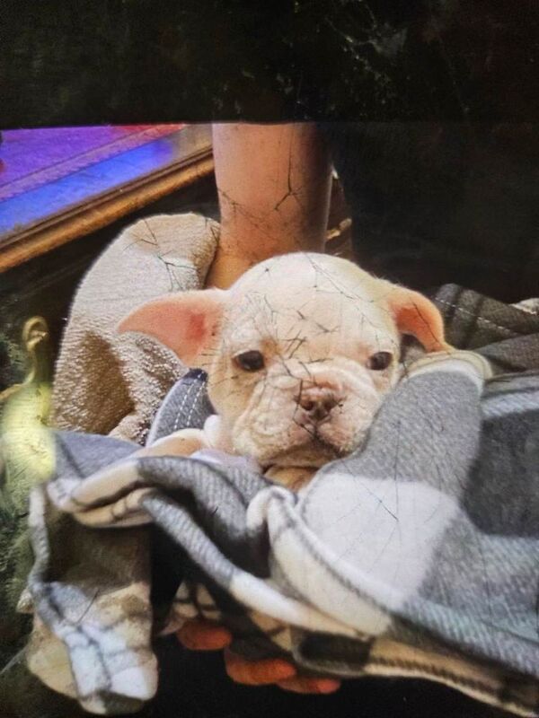 French Bulldog puppies for sale in Newport, Isle of Wight – 3 years old - Image 5 of 6