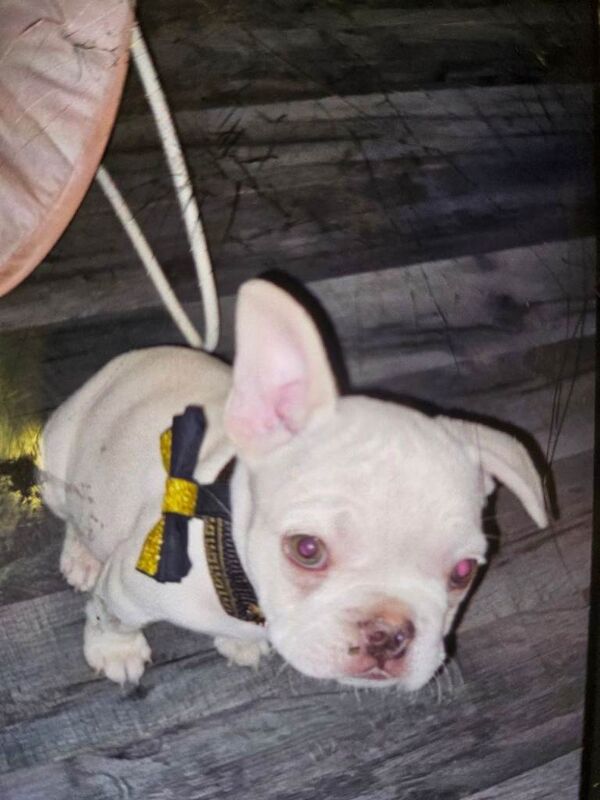 French Bulldog puppies for sale in Newport, Isle of Wight – 3 years old - Image 6 of 6