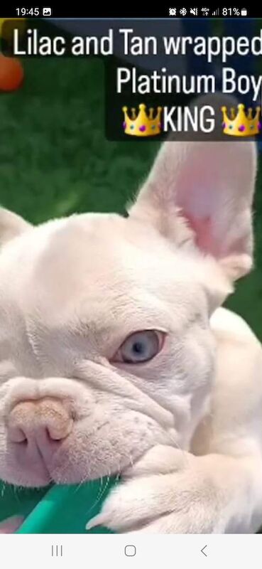 French Bulldog puppies for sale in Cardiff / Caerdydd, South Glamorgan – KC registered, 3 years old - Image 2 of 7