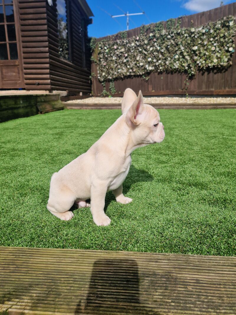 French Bulldog puppies for sale in Cardiff / Caerdydd, South Glamorgan – KC registered, 3 years old - Image 3 of 7