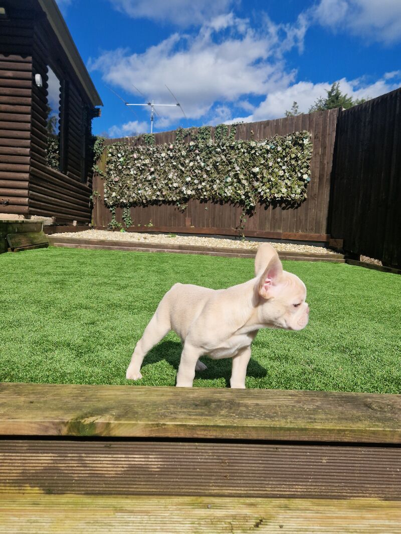 French Bulldog puppies for sale in Cardiff / Caerdydd, South Glamorgan – KC registered, 3 years old - Image 4 of 7