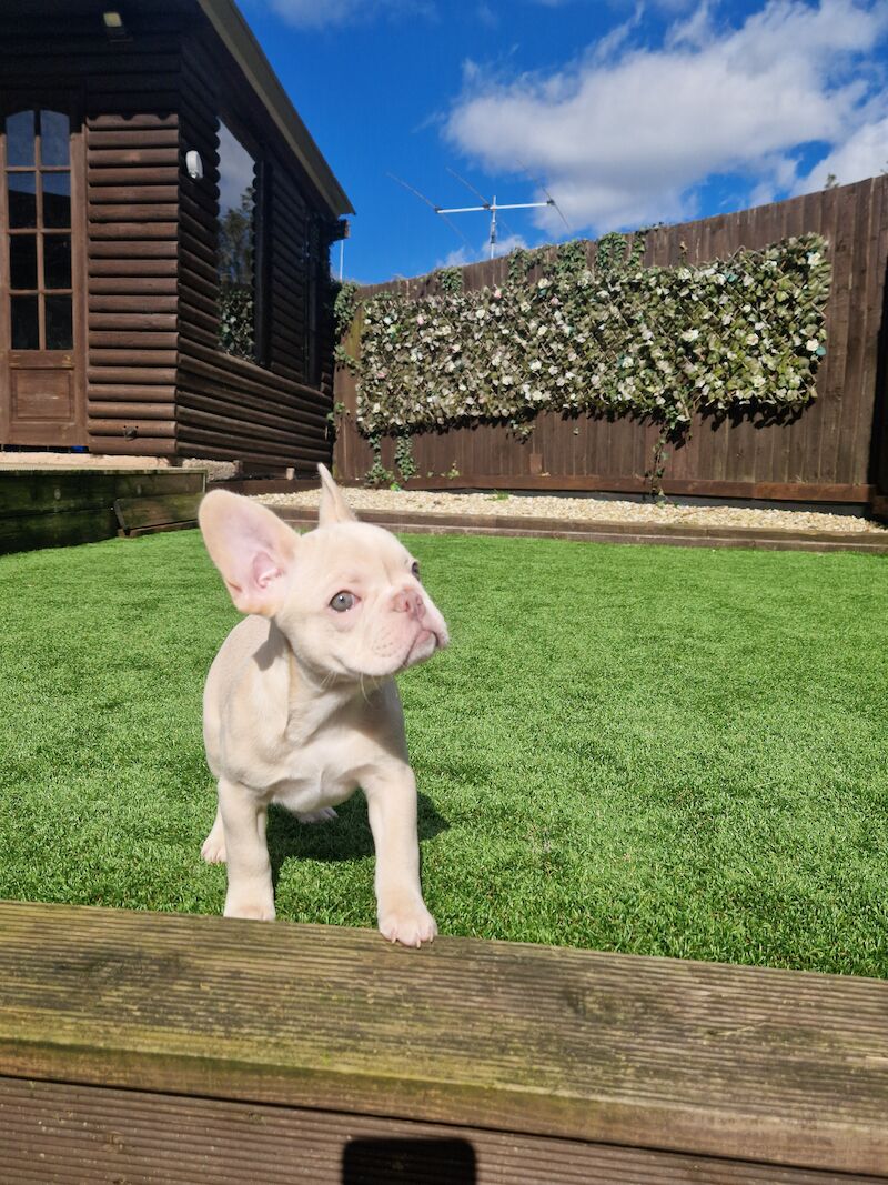 French Bulldog puppies for sale in Cardiff / Caerdydd, South Glamorgan – KC registered, 3 years old - Image 5 of 7