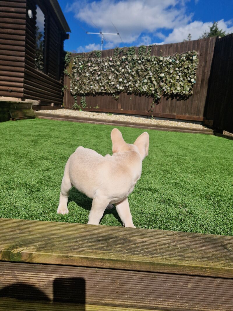 French Bulldog puppies for sale in Cardiff / Caerdydd, South Glamorgan – KC registered, 3 years old - Image 6 of 7