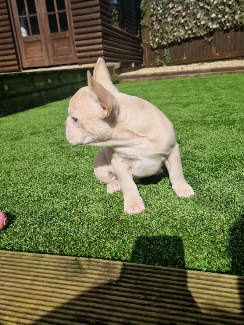 French Bulldog puppies for sale in Cardiff / Caerdydd, South Glamorgan – KC registered, 3 years old - Image 7 of 7