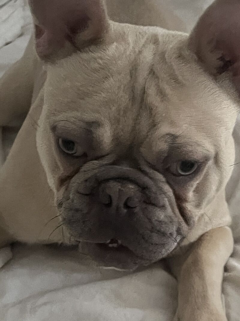 French Bulldog puppies for sale in London – KC registered, 3 years old - Image 2 of 5