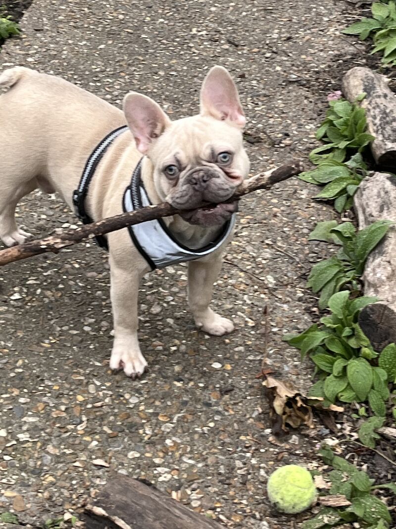 French Bulldog puppies for sale in London – KC registered, 3 years old - Image 3 of 5