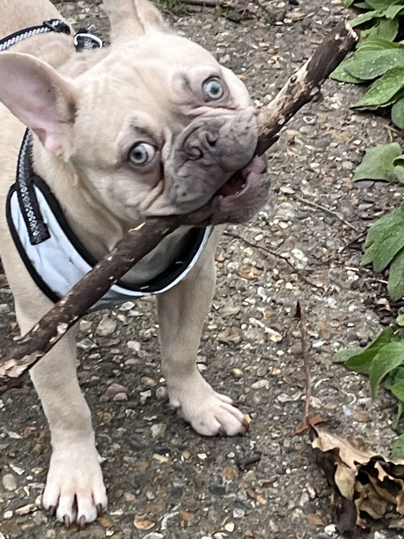French Bulldog puppies for sale in London – KC registered, 3 years old - Image 4 of 5