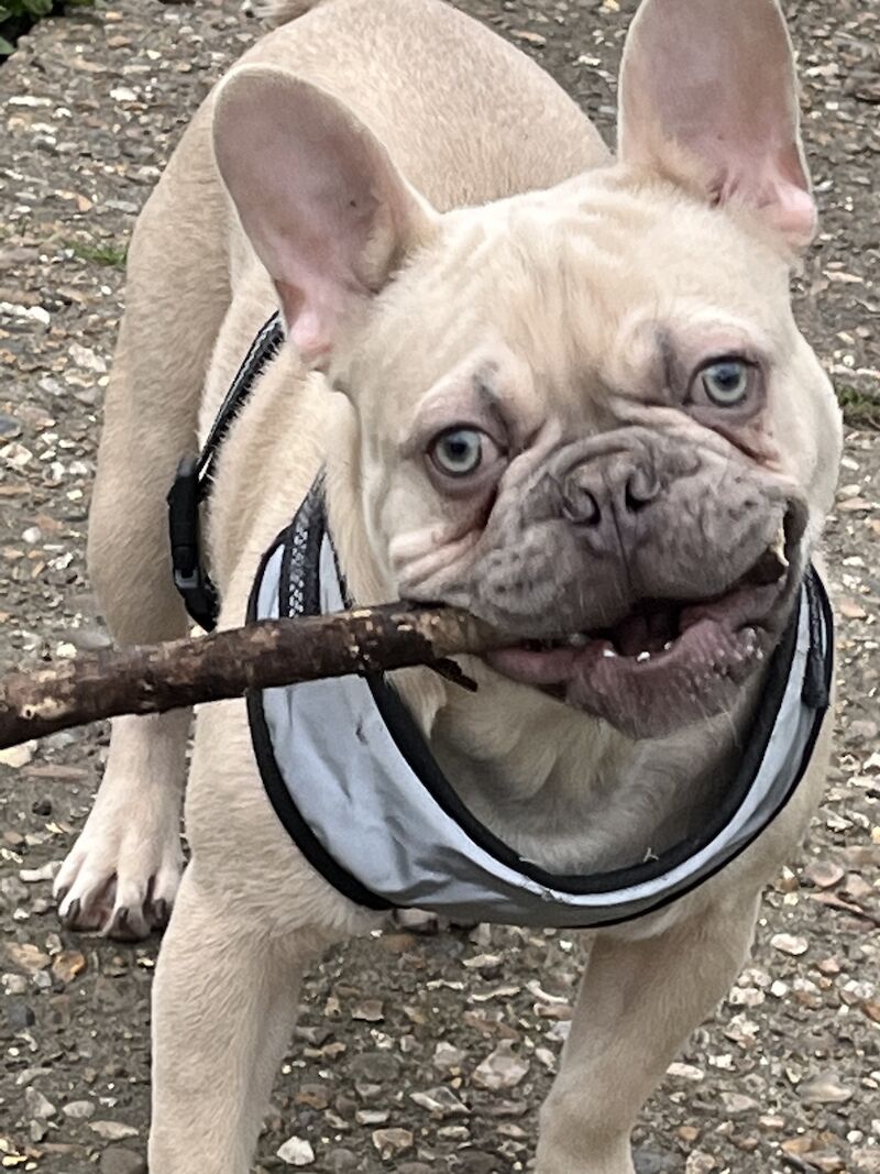 French Bulldog puppies for sale in London – KC registered, 3 years old - Image 5 of 5