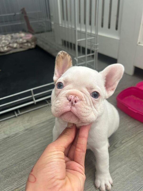 Platinum merle French bulldogs