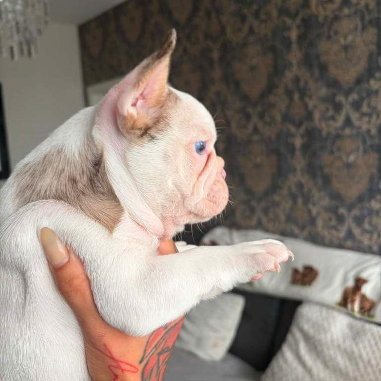 Platinum merle French bulldogs - Image 2 of 3