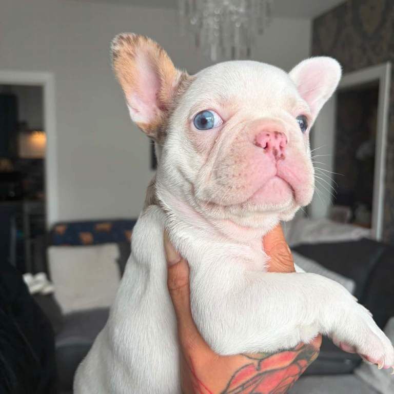 Platinum merle French bulldogs - Image 3 of 3
