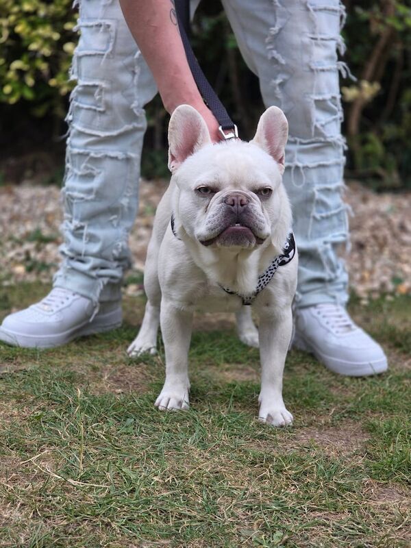 French Bulldog puppies for sale in Harborne, West Midlands – KC registered, 11 months old
