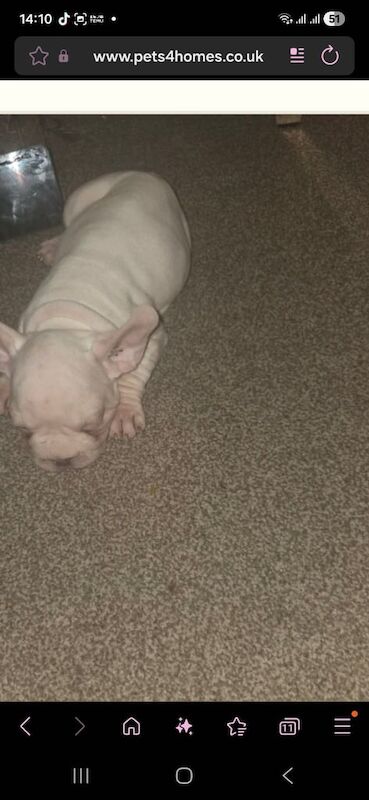 Platuim cream velvet french bulldog - Image 2 of 2