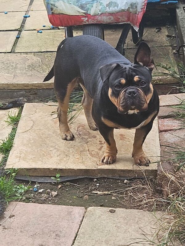 French Bulldog puppies for sale in Northampton, Northamptonshire – 1 year old
