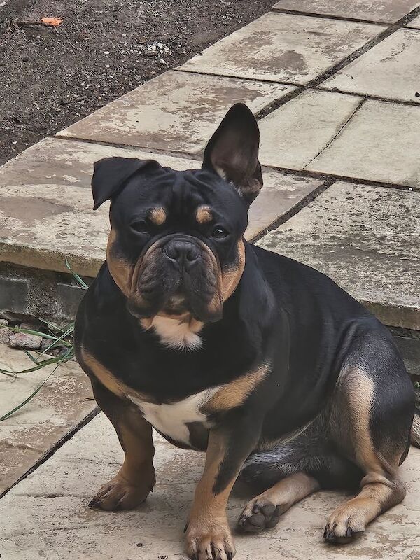 Pocket Bully/ French Bulldog - Image 2 of 3