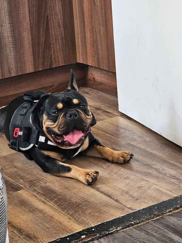 Pocket Bully/ French Bulldog - Image 3 of 3