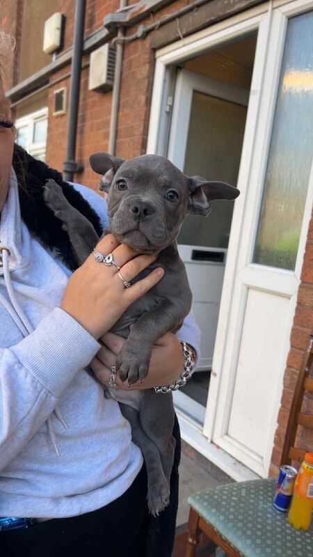 French Bulldog puppies for sale in Dudley, West Midlands – 11 weeks old