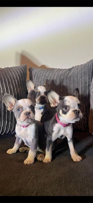 Premium French Bulldogs puppies - Image 2 of 3