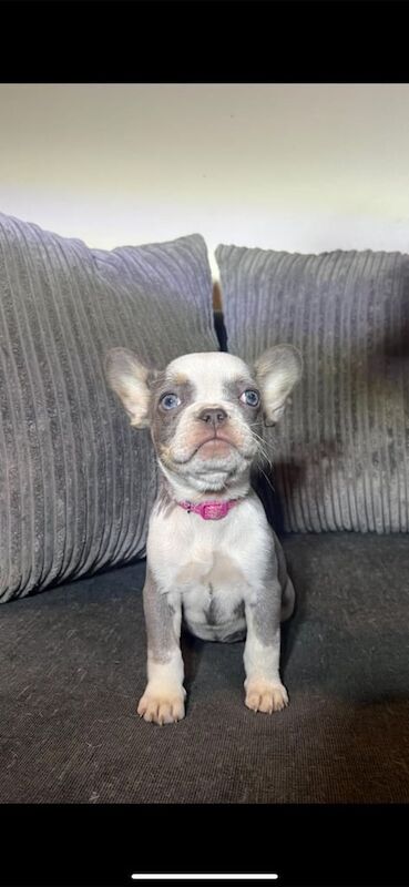 Premium French Bulldogs puppies - Image 3 of 3