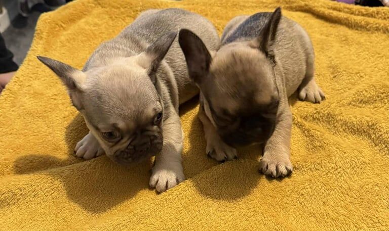 French Bulldog puppies for sale in Gloucester, Gloucestershire – 7 weeks old