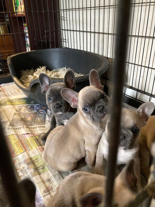 Puppies for sale in Orpington, Greater London